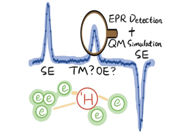 1H Thermal Mixing Dynamic Nuclear Polarization with BDPA as Polarizing Agents